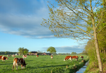 cows in green grassy spring meadow in warm early morning sunlight with farm in the background