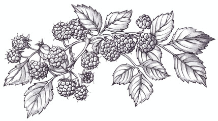 Outlined raspberry branch with berries and leaves