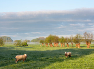 sheep in early morning meadow with willow trees near utrecht in the netherlands