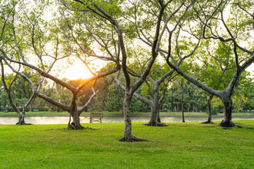 Trees with sunset in Chatuchak park in Bangkok, Thailand