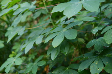 Fototapeta na wymiar Green cassava leaf plants in the garden are suitable for natural backgrounds