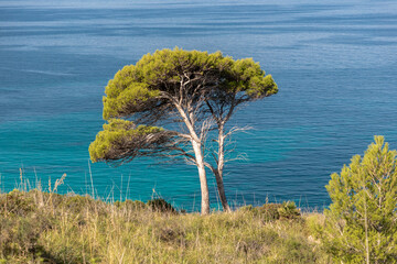 Kiefer in der Bucht von Es Calo bei Betlem, Mallorca