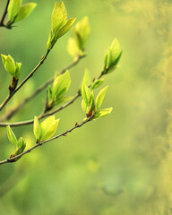 Spring Bud background