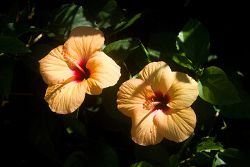 Light Orange Hibiscus Flowers