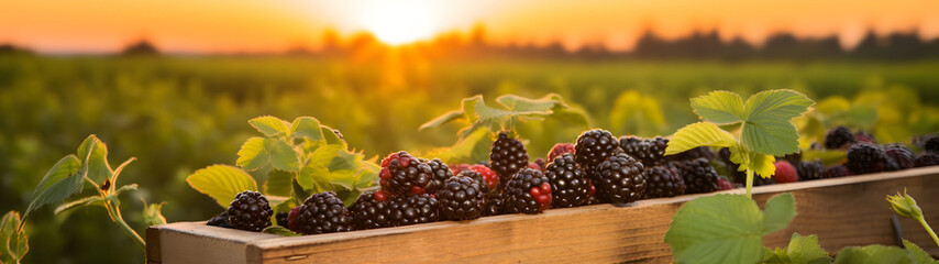 Blackberries harvested in a wooden box in a farm with sunset. Natural organic fruit abundance. Agriculture, healthy and natural food concept. Horizontal composition, banner.
