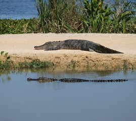 Gorgeous American Alligator Lake Apopka Wildlife Drive