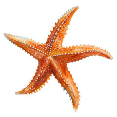 Starfish in watercolor style isolated on transparent background.