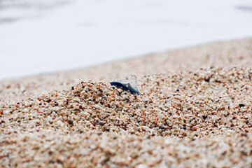 Blue Velella jellyfish on the shore of the Mediterranean Sea close up.
