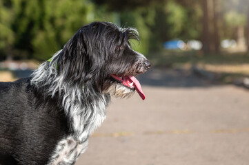 Portrait of a shaggy dog in the park. Yard hairy black dog