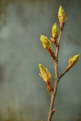Spring Bud background