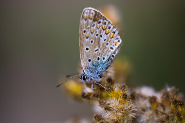 Polyommatus Icarus Insekt Schmetterling Bläuling  auf Pflanze sitzend mit geschlossenen Flügeln...