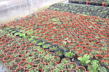 Flower seedlings in pots in a greenhouse, Moscow region