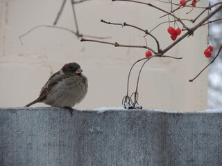 robin on the snow