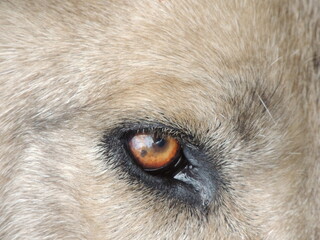 close up portrait of a dog