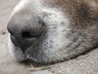 close up of a dog sleeping