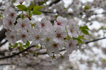 The cherry blossoms in Tokyo are in full bloom.
