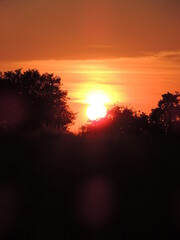Forest in the village