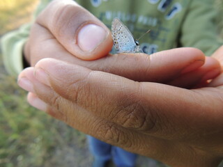 hand holding a butterfly