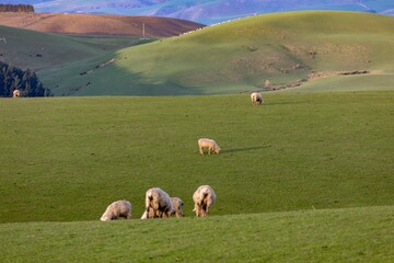 Flock of Sheep grazing on a farm in winter time. Gore, Southland, New Zealand