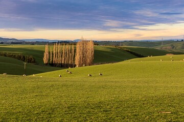 Flock of Sheep grazing on a farm in winter time. Gore, Southland, New Zealand