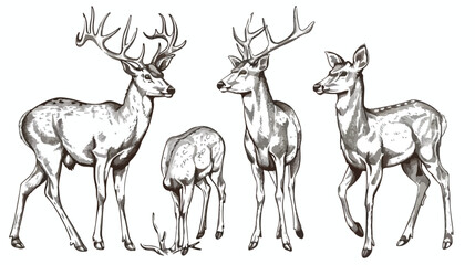 Set of Four drawings of deer in various poses  grazi
