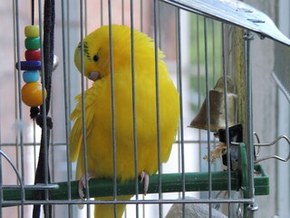 parrot in cage