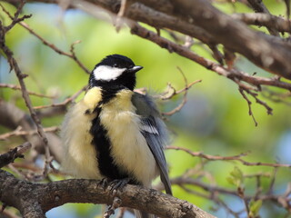 chickadee