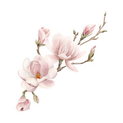 Composition of light pink magnolia flowers, buds and sprigs. Floral watercolor illustration isolated on white © Leyla
