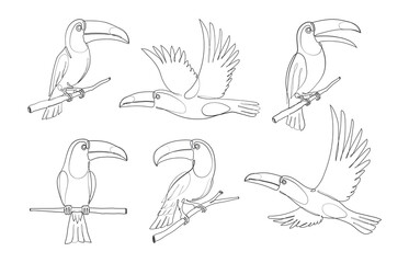 Fototapeta premium Toucan one Continuous line drawing icon set. Line art of toucan bird. Toucan icon minimalist pack. Vector illustration