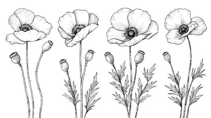 Set of Four various poppy. Contour flower collection. - obrazy, fototapety, plakaty