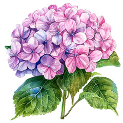 Hydrangea flower in watercolor style isolated on transparent background.
