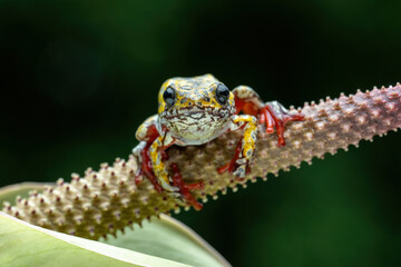Beautiful Painted Reed Frog or Spotted Tree Frog perched on anthurium flower.