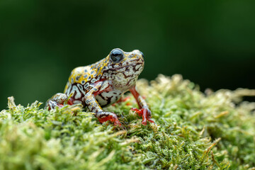 Beautiful Painted Reed Frog or Spotted Tree Frog perched on mossy wood.