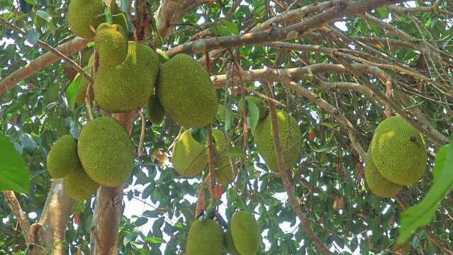 green jackfruit