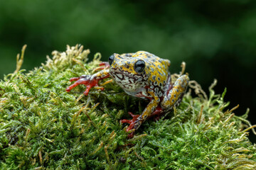 Painted Reed Frog or Spotted Tree Frog perched on mossy wood.