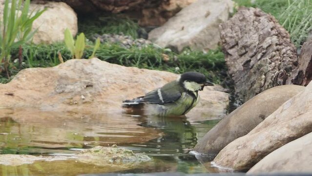 A little blue tit is standing in a shallow puddle of water. A small bird is standing in a shallow pool of water. The scene is peaceful and serene, with the bird enjoying the cool water on a warm day