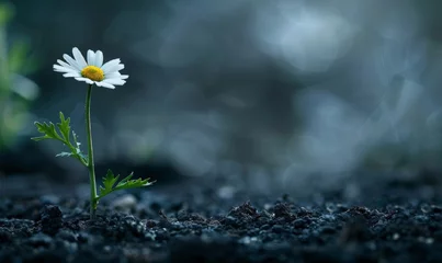  World Soil Day , International Earth Day. International Environment Day. A young sprout daisy its way to the surface of the soil.  Environmental protection. Renewable resources. Eco-friendly  © Olga