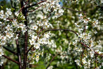 White cherry flowers blooming close-up.