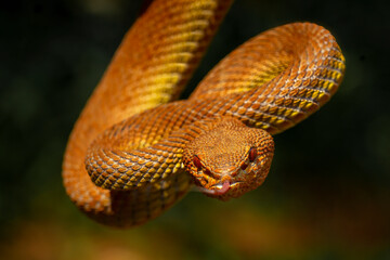Mangrove Pit Viper (Trimeresurus purpureomaculatus).