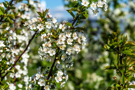 White cherry flowers blooming close-up.