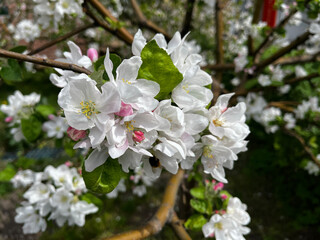 In springtime, the tree bursts into growth, adorned with blossoms in shades of white and pink.