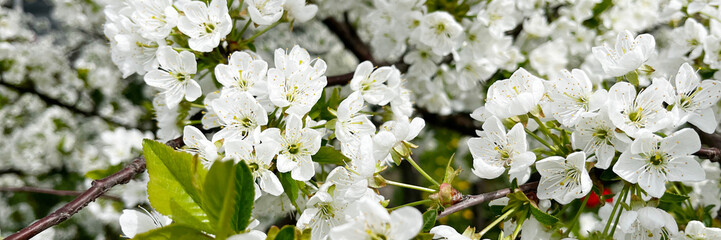 Amidst spring's growth, branches burst with white blossoms, a delicate and romantic scene of...