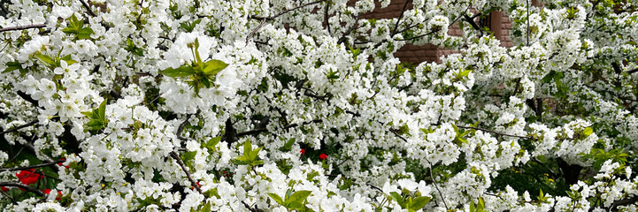 In the enchanting ambiance of springtime, white flowers bloom, adorning branches with vibrant beauty.