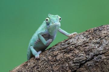 Veiled Chameleon (Chamaeleo calyptratus) is climbing on a tree branch.