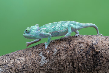 Veiled Chameleon (Chamaeleo calyptratus) is climbing on a tree branch.