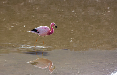 Flamingo in Bolivia - 788135158