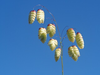 Greater Quaking Grass (Briza maxima)