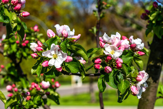 Beautiful blooming apple tree close-up. Apple tree in bloom.