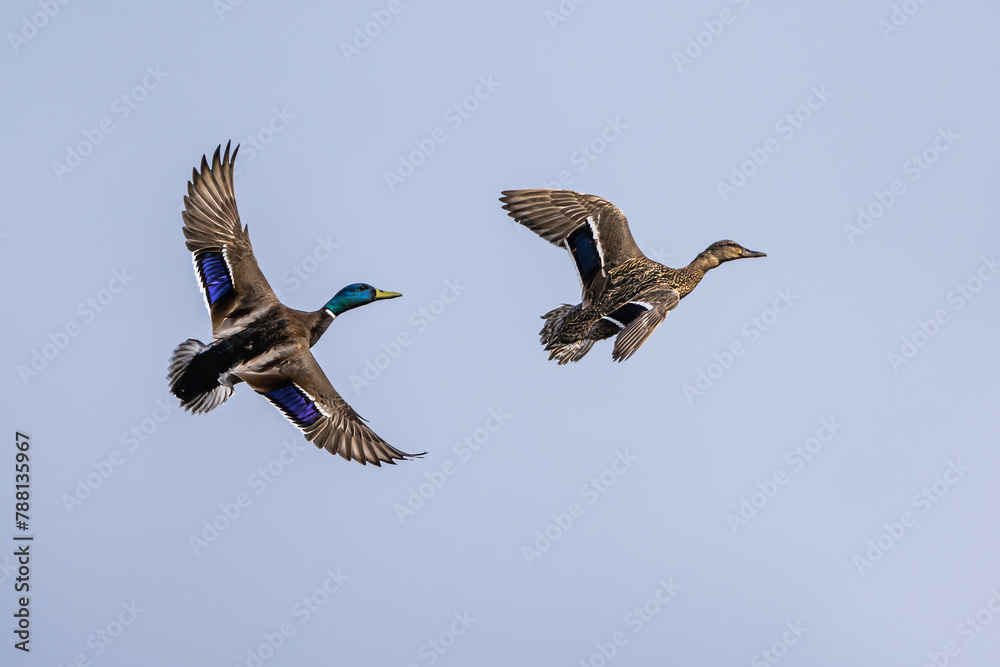 Sticker Pair of of Mallard, Anas platyrhynchos, bird in flight over spring lake