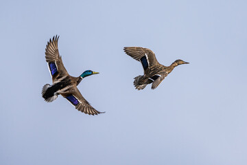 Pair of of Mallard, Anas platyrhynchos, bird in flight over spring lake - 788135967